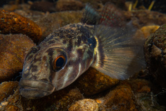 Gobiomorphus huttoni