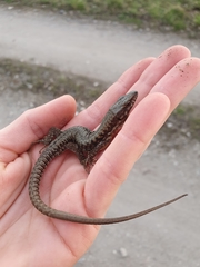Podarcis muralis
