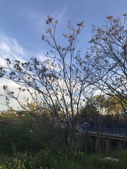 Ailanthus altissima