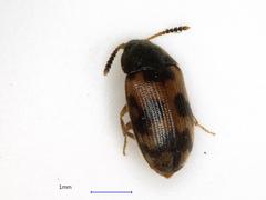 Mycetophagus punctatus