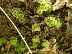 Fossombronia longiseta