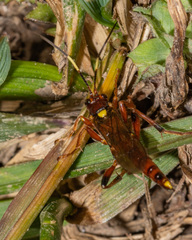 Ectopimorpha wilsoni