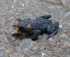 Melanophryniscus devincenzii