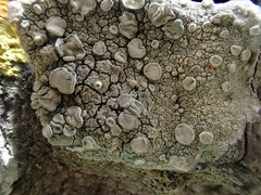 Lecanora caesiorubella merrillii