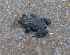 Melanophryniscus devincenzii