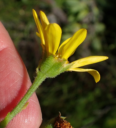 Image of Osteospermum corymbosum by (c) Nicola van Berkel, some rights reserved (CC BY-SA)