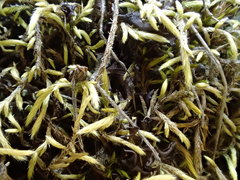 Homalothecium arenarium