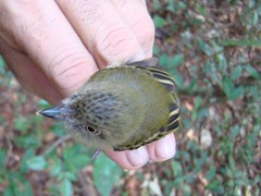 Hemitriccus cohnhafti