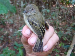 Hemitriccus cohnhafti