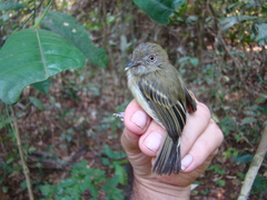 Hemitriccus cohnhafti