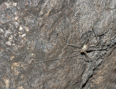 Dolichopoda