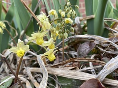 Epimedium × versicolor