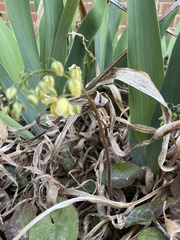 Epimedium × versicolor