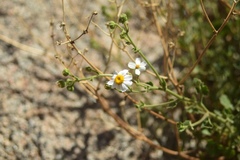 Amauria rotundifolia