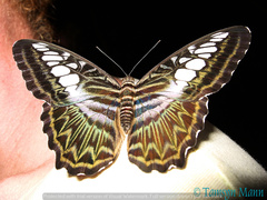 Parthenos sylvia