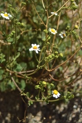 Amauria rotundifolia