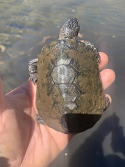 Actinemys marmorata pallida