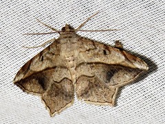 Chiasmia simplicilinea