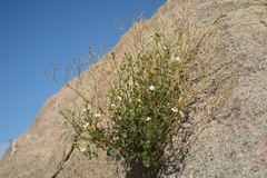 Amauria rotundifolia