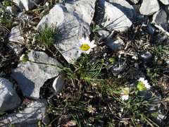 Leucanthemum burnatii