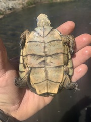 Actinemys marmorata pallida