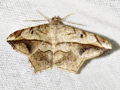 Chiasmia simplicilinea