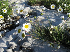 Leucanthemum burnatii