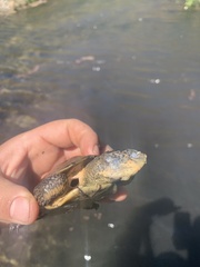 Actinemys marmorata pallida