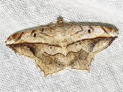 Chiasmia simplicilinea