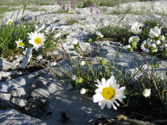 Leucanthemum burnatii