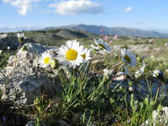 Leucanthemum burnatii