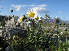 Leucanthemum burnatii