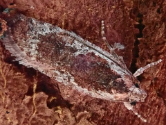 Agonopterix hypericella