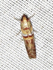 Hypargyria metalliferella