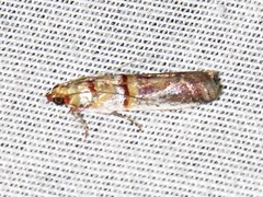 Hypargyria metalliferella