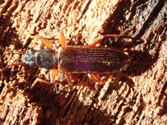 Dendrophagus crenatus