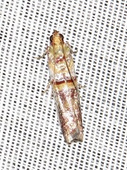 Hypargyria metalliferella