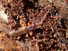Dendrophagus crenatus