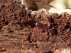 Dendrophagus crenatus