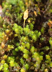 Macrocoma lycopodioides