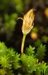 Macrocoma lycopodioides