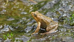 Phrynobatrachus minutus