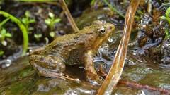 Phrynobatrachus minutus