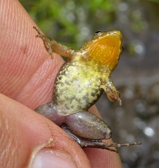 Phrynobatrachus minutus