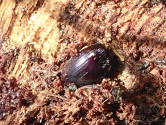 Platydema violacea