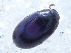 Platydema violacea