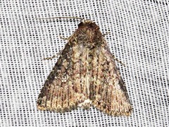 Condica capensis