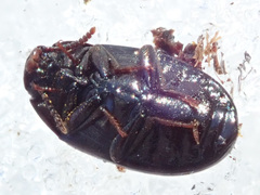 Platydema violacea