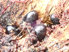 Platydema violacea