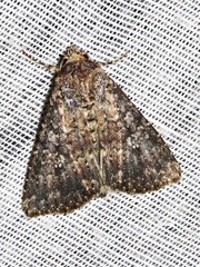 Condica capensis